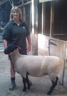 Rocci and 36 / 12 after chch show where she got 2nd in suffolk ewe hogget class
