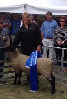 Tawhai 3/13 Champion meat breed ewe lamb Hawarden Show 2014