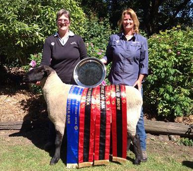 Great Achievement for our Suffolk Stud, Won overall Champion Animal of Canterbury A&P Show. With Penni and Rocci.
