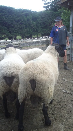 Rocci with rams Coleford 600 in foreground