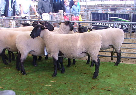 36/12 2nd in the ewe hogget class at Chch A&P Show