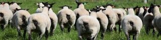 ON FARM EWE AND EWE LAMB AUCTION, 28TH FEBRUARY 2019