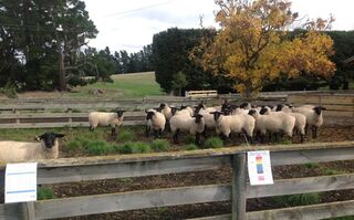 Ewe Hoggets May Field day 2013
