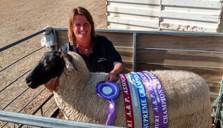 Supreme sheep of show, Amuri A&P Show 2015