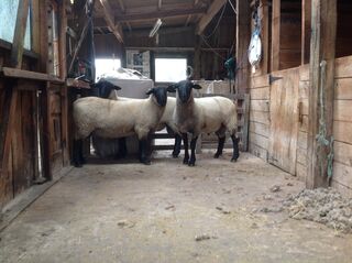 Tawhai top three ram hoggets at feature show 2014