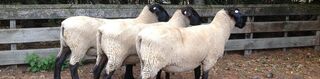 Tawhai top three ram hoggets at feature show 2014