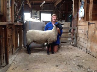 Tawhai 3/13 First placed suffolk ewe hogget. Suffolk feature show 2014
