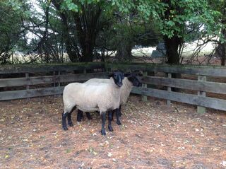 Tawhai 3/13 First placed suffolk ewe hogget. Suffolk feature show 2014