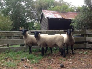 Tawhai ewe hoggets top three at suffolk feature show 2014