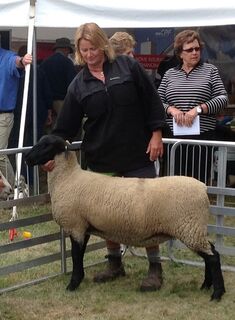 Tawhai 3/13 Champion meat breed ewe lamb Hawarden Show 2014
