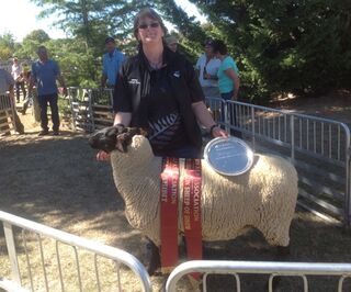 Supreme sheep of show, Hawarden A&P Show 2015 - Tawhai