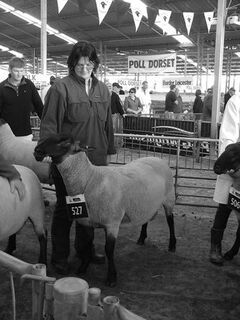 125/12 4th in Ram Hogget class, Chch show 2013