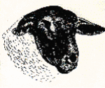 Tawhai 174 / 2008
